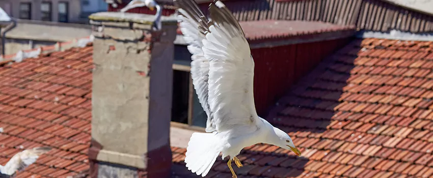 Residential Chimney Animal Removal Solution in Wilmington, MA