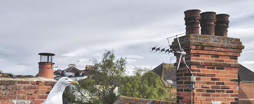 Chimney Cleaning And Restoration in Wilmington, Massachusetts